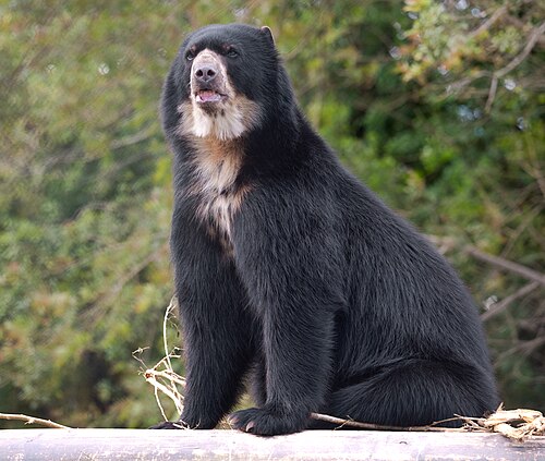 Andean bear